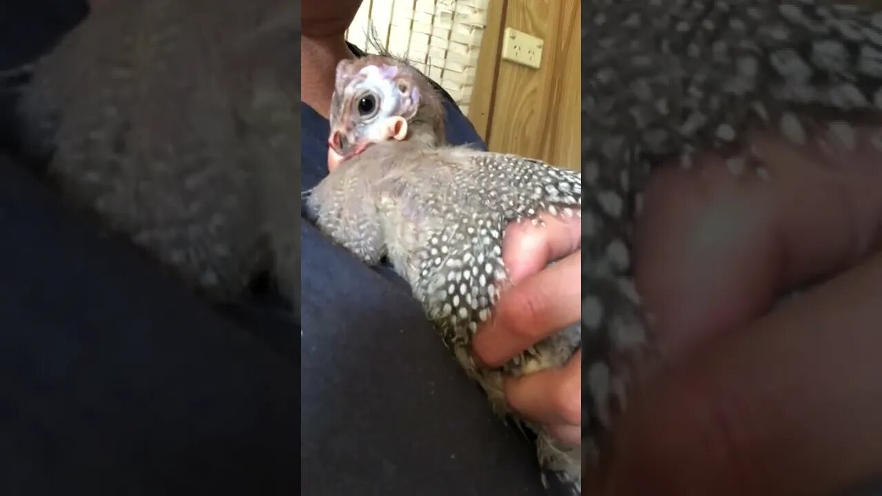 Malcolm is a girl. Meet Matilda! The crippled guinea fowl