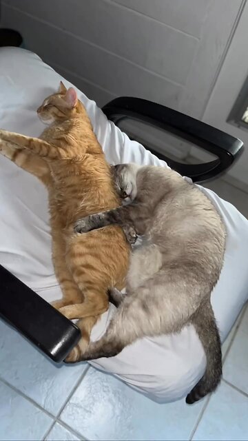 can you feel the love tonight