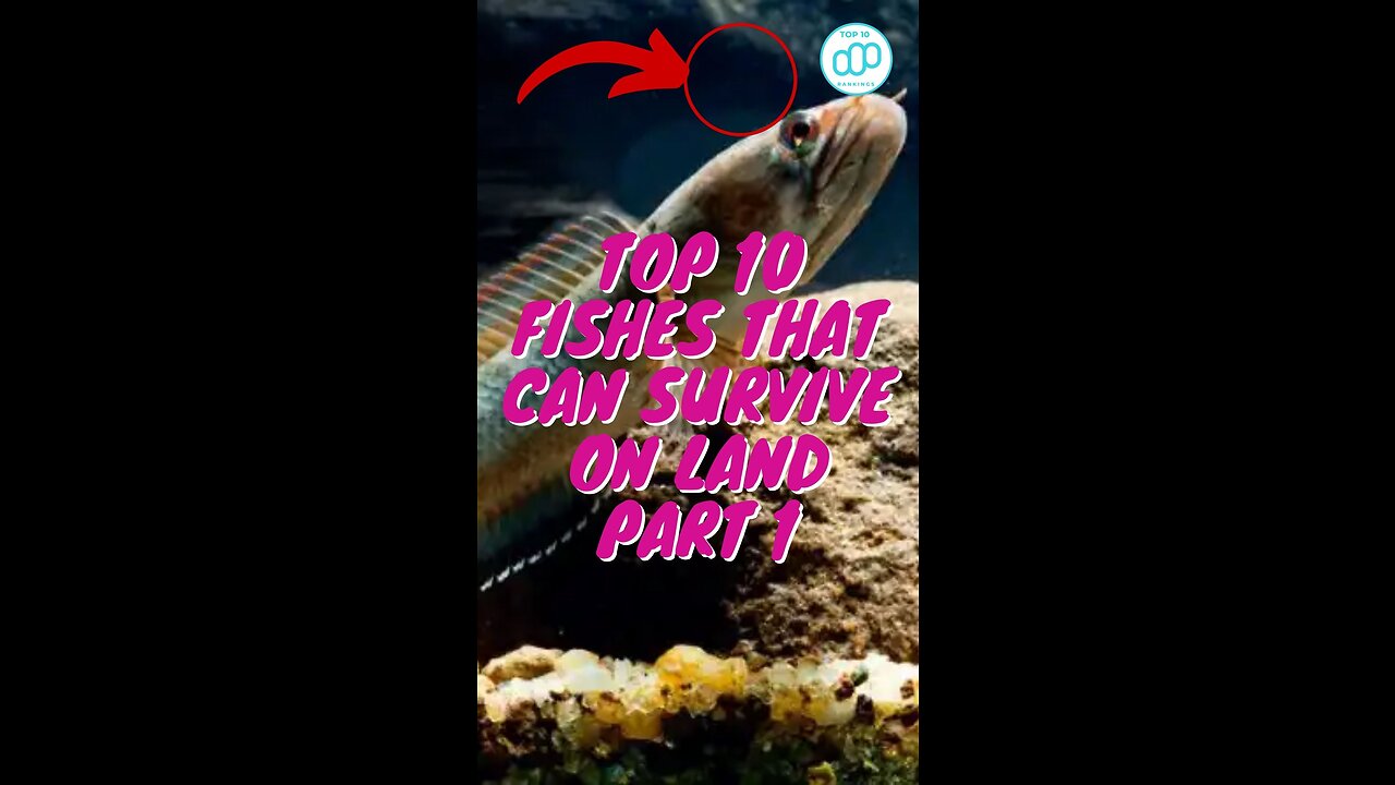 Top 10 Fishes That Can Survive On Land Part 1