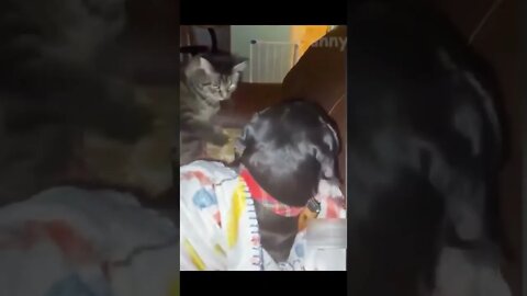 Cat slaps the dog funny #shorts #cat #dog