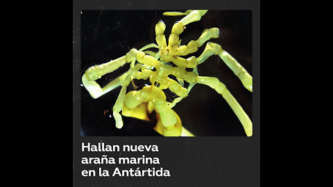 Descubren una nueva especie de araña marina en las profundidades de la Antártida