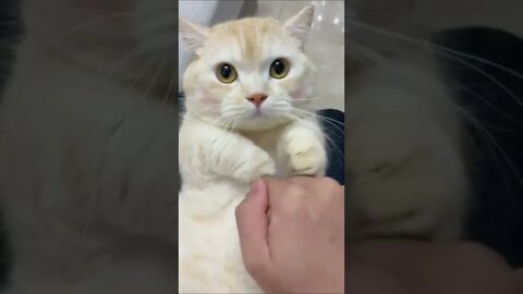 funny cat videos | cute cat videos| cute animals funny cats #shorts #shortsfunny #cutecat #funnycat
