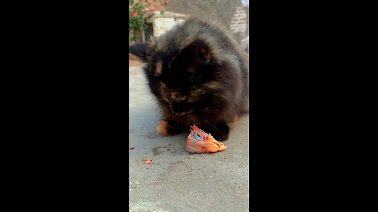 Cat Eating ASMR