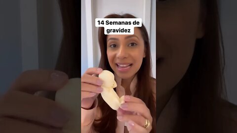 14 Semanas de gravidez