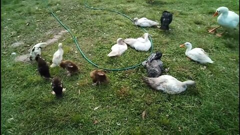 Ducklings in the yard for the first time