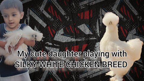 MY CUTE DAUGHTER PLAYING [WITH SILKY WHITE CHICKEN BREED