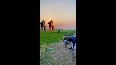 Vfx Magic Long Gardan Flying Funny Video Gazab 🤩