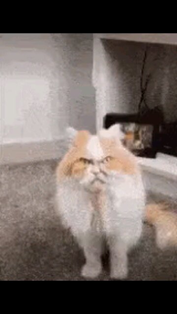 WHITEHOUSE CAT CATCHES VICE PRESIDENT ON TOP OF OVAL OFFICE DESK IN A VERY COMPROMISING POSITION