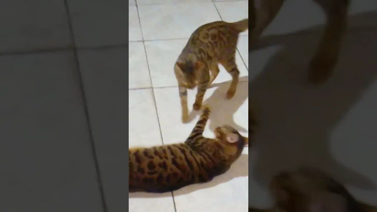 gatos bengal brincando lilith e Hércules