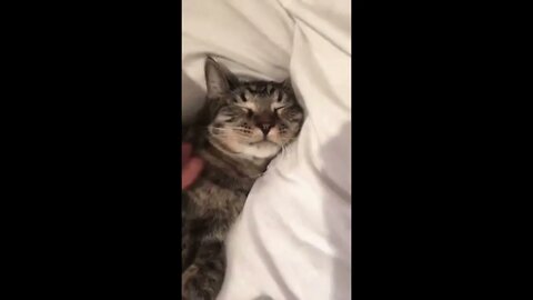 Cat woke up and chose violence