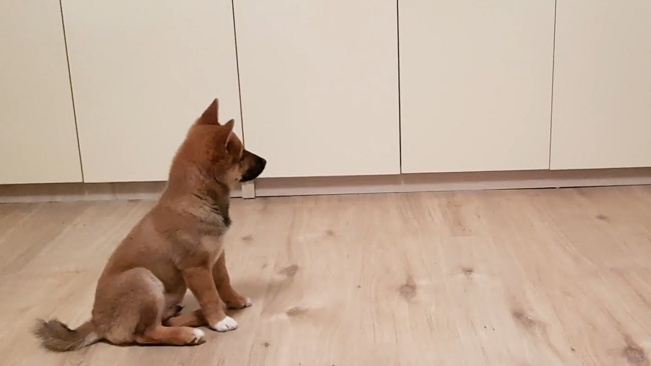 Puppy can't contain his excitement when owner comes home