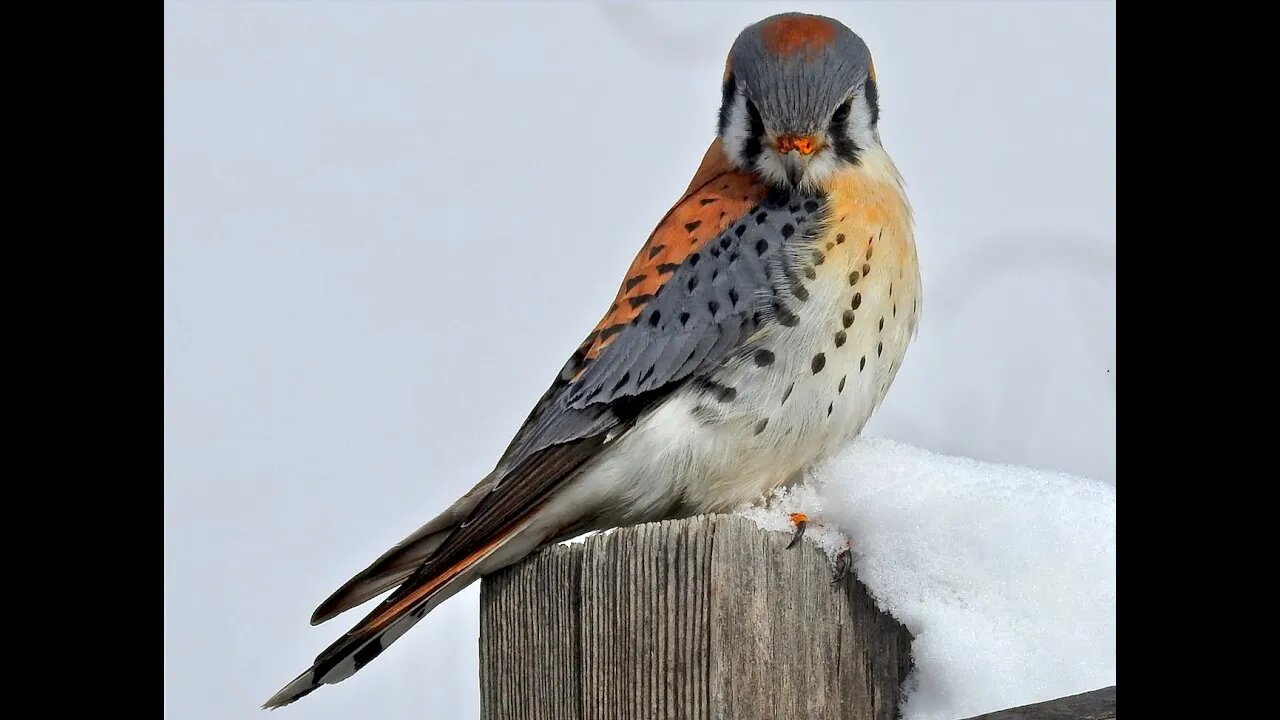 Praying For The End Of Time ..