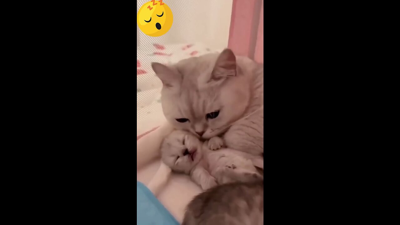 Funny Puppy and kitten videos🥺😂