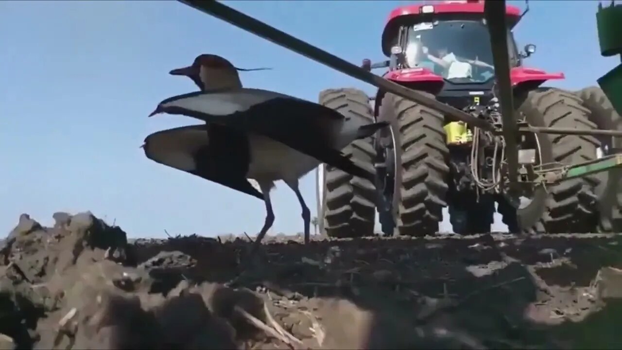 Bird Mamma Protecting Chicks