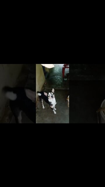 Jojo standing like human | Funny Dog Training | Dog food training ∆ #shorts #dogs #youtubeshort