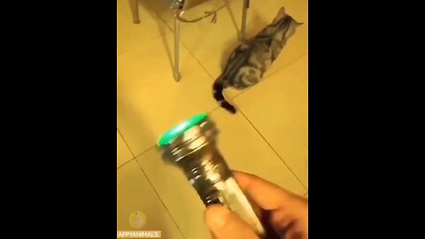 cats funny video
