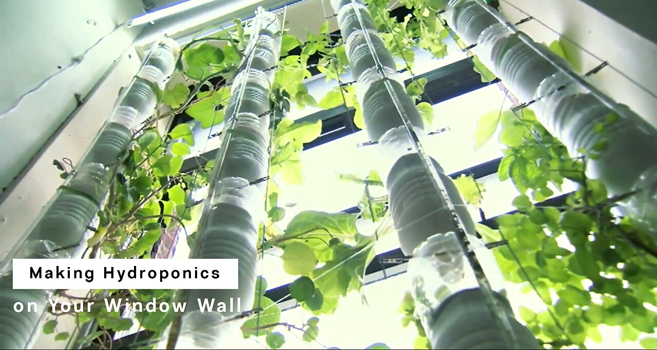 Making Hydroponics At Home Using Plastic Bottles Located on Your Window Wall