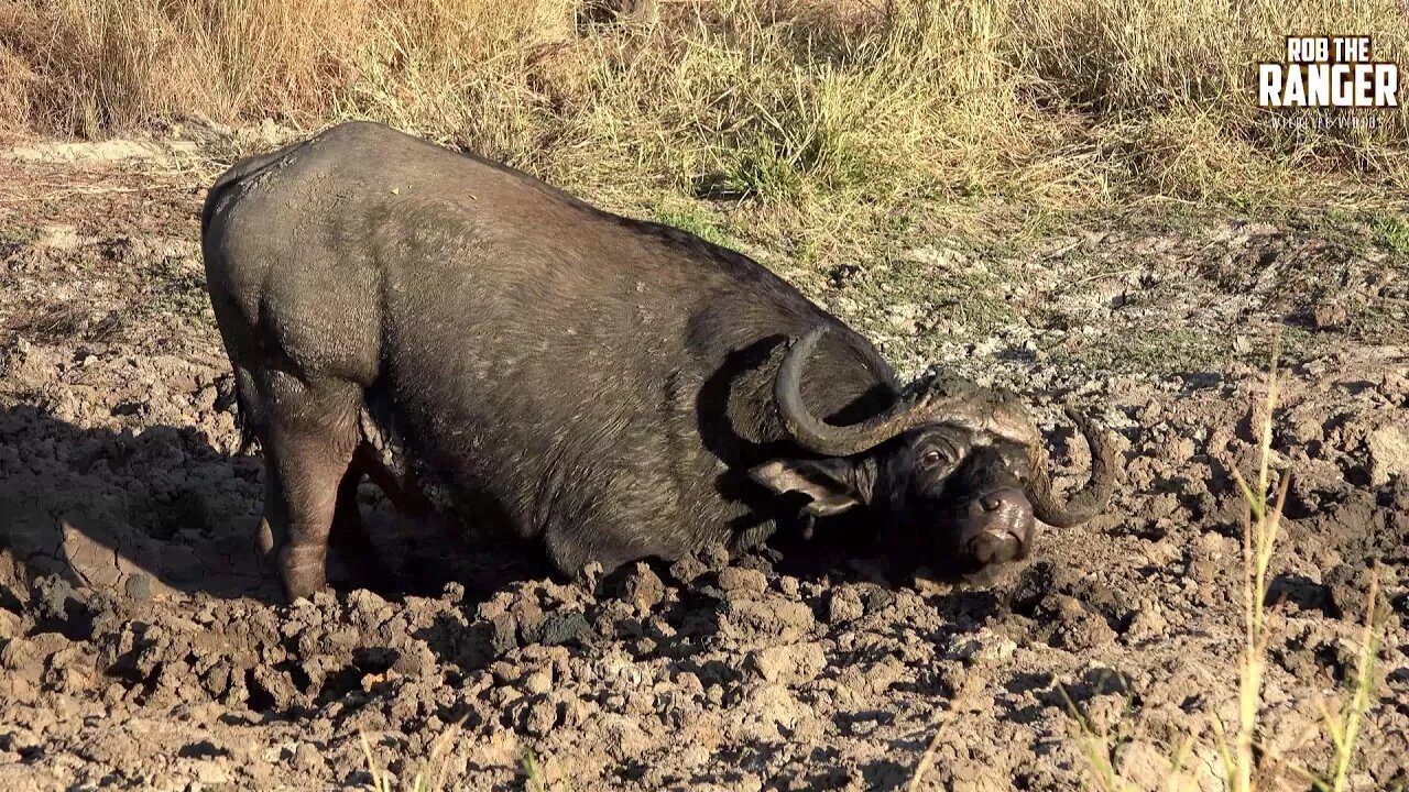 Lovely Mud-wallow | Buffalo Skincare Routine (Introduced By Thato Rampedi)