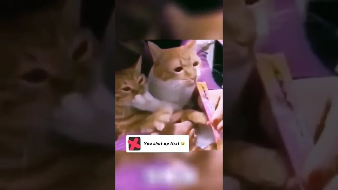 Cat video #shorts #cat #reels #funny