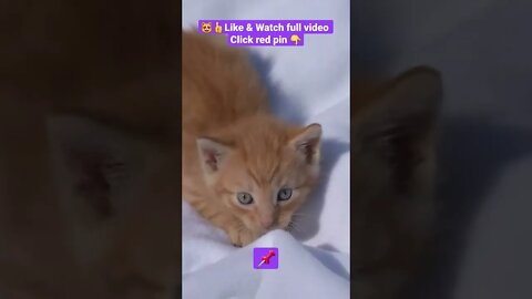 cute cat videos 😹funny videos 😂1389😻#shorts #catvideos #funnycatsvideos #cat #funny_cat #cutecat