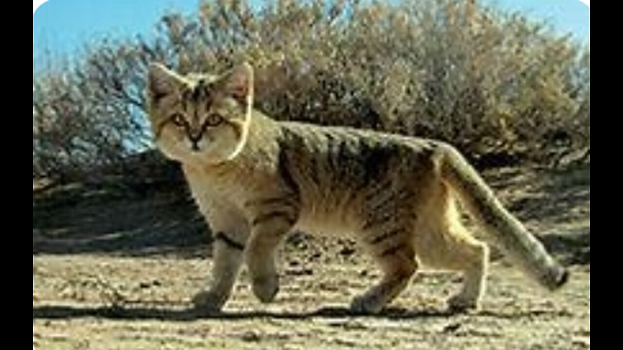 small wild sand cat thrives in sandy and stony deserts