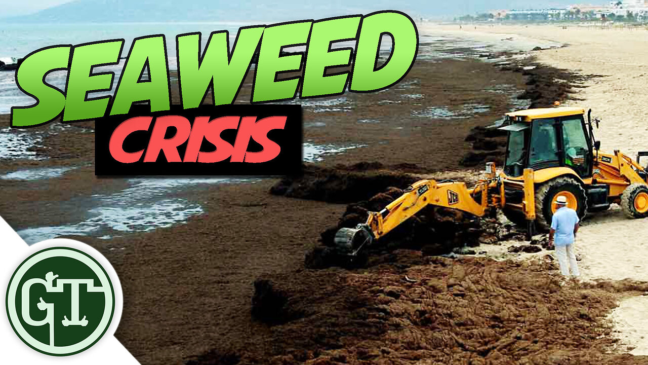 Invasive Asian Seaweed Hits our Beaches - Free Mulch!