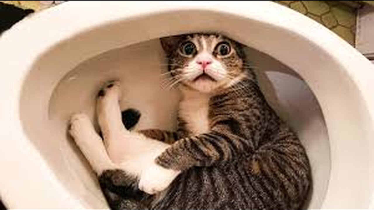 Funniest Cats Silliest Creature on Earth Funny Cats Videos 2023