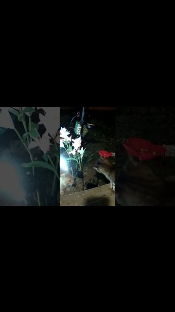 Cats Fighting In Slow Motion #Shorts 🙀