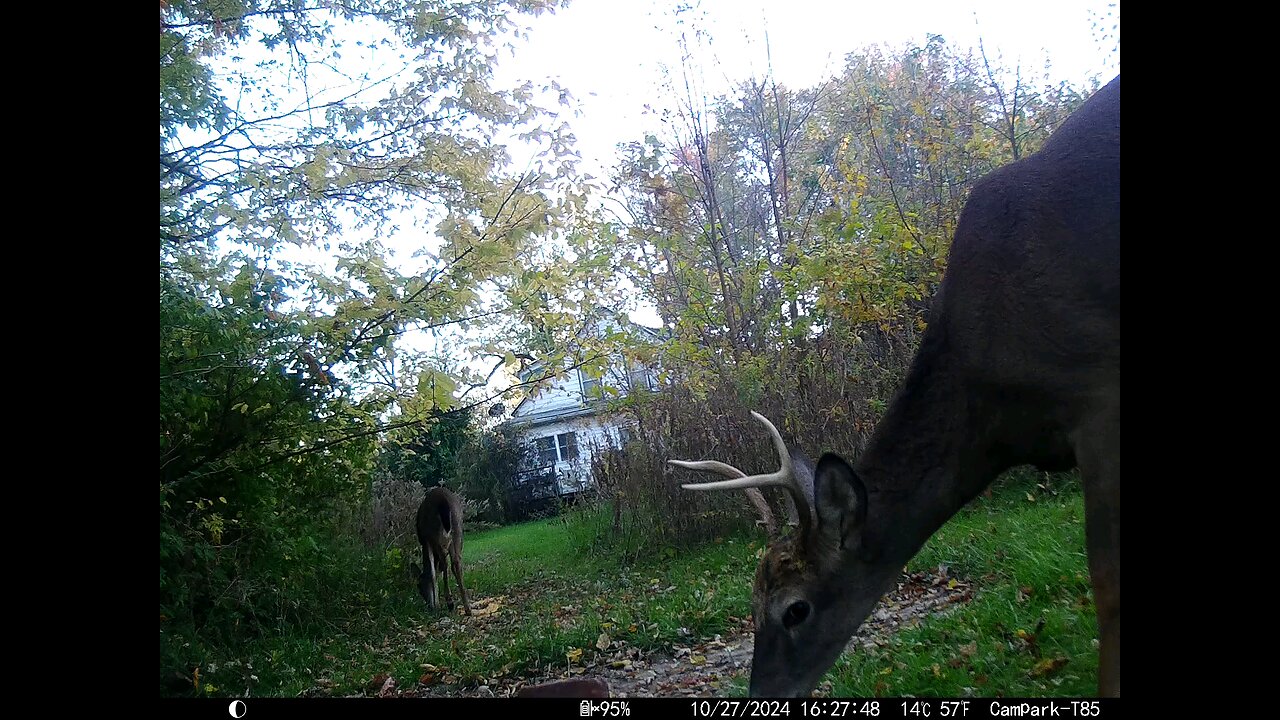 Buck Deer Cam 10-27-2024