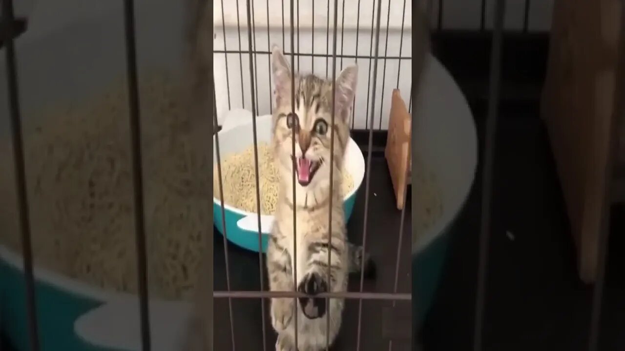 Cutest cat wants to come out #shorts #cat #catlover