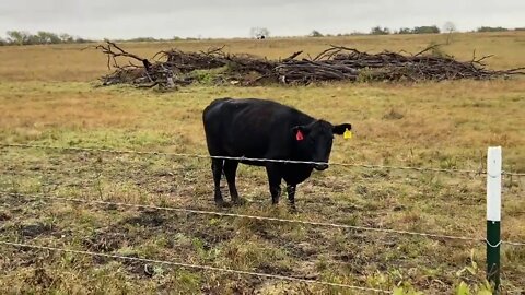 Feeding Horses & Checking On Cow Crying - Gave Stewie A Snack Too