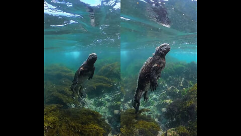 The Real Godzilla Captured In Underwater 🔥