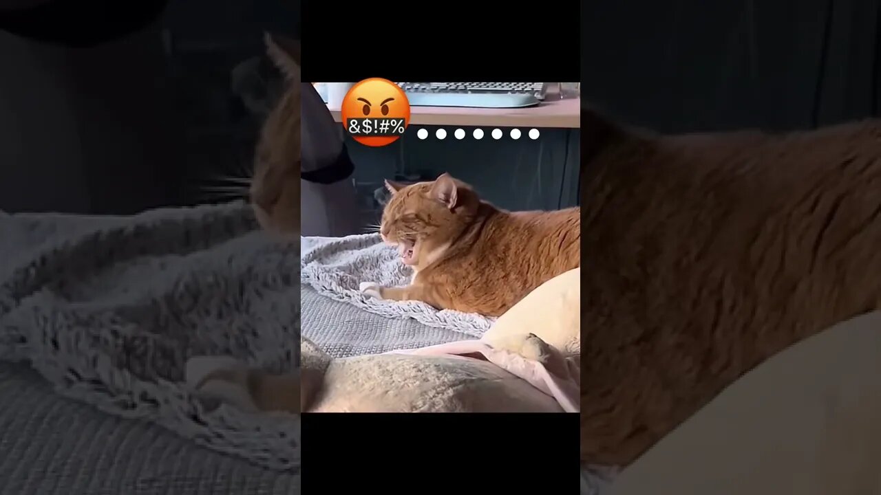 Cat tells owner off after they rudely wake them from a nap.