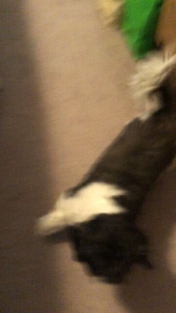 Simon says turn around!