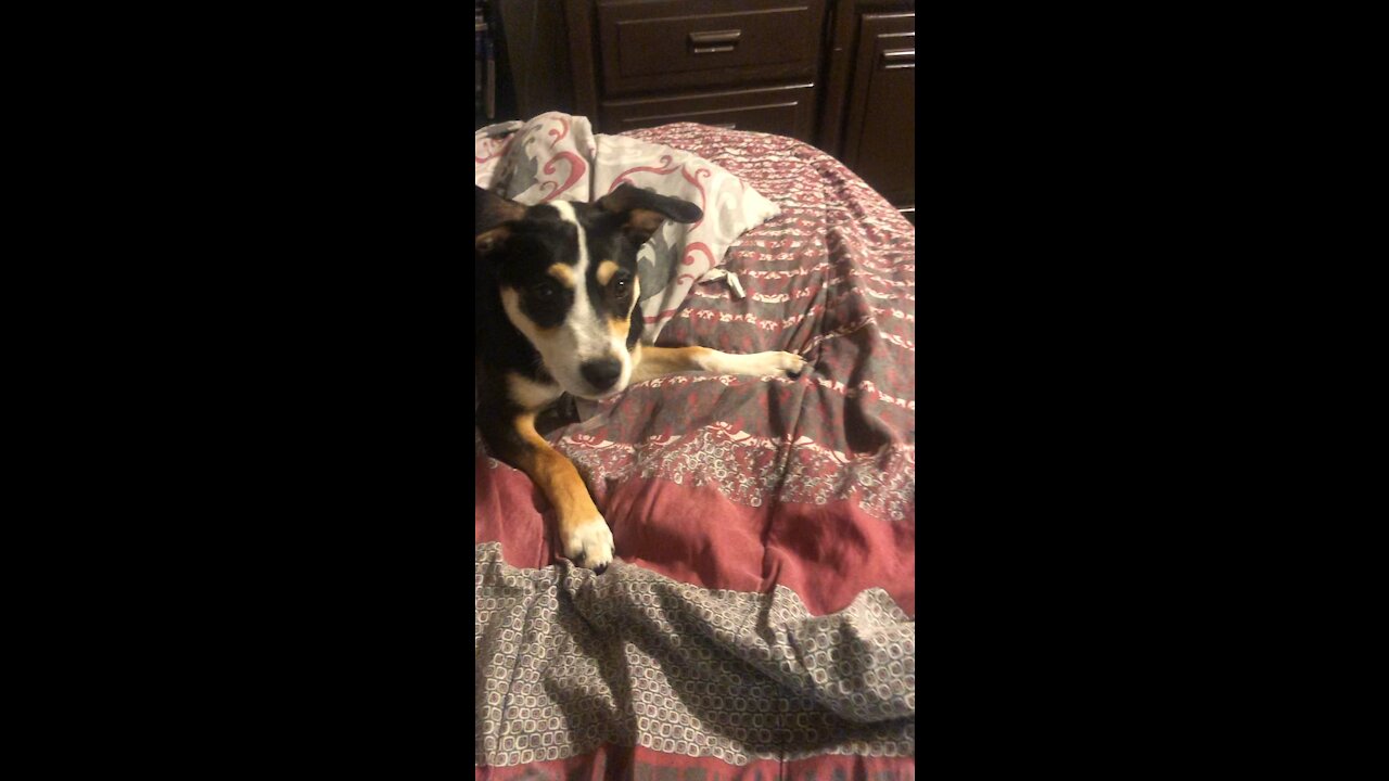 Brady and the Apple
