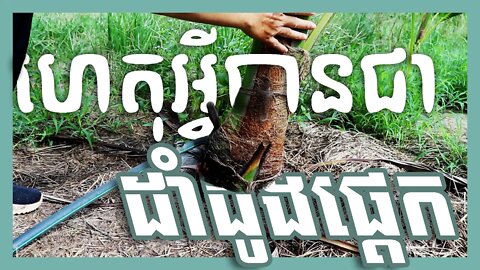 ហេតុអ្វីបានជាយើងដាំដូងផ្ដេក?​ / ដំណើរការលូតលាស់នៃឫស / តាកាំងរៀនដាំដូង