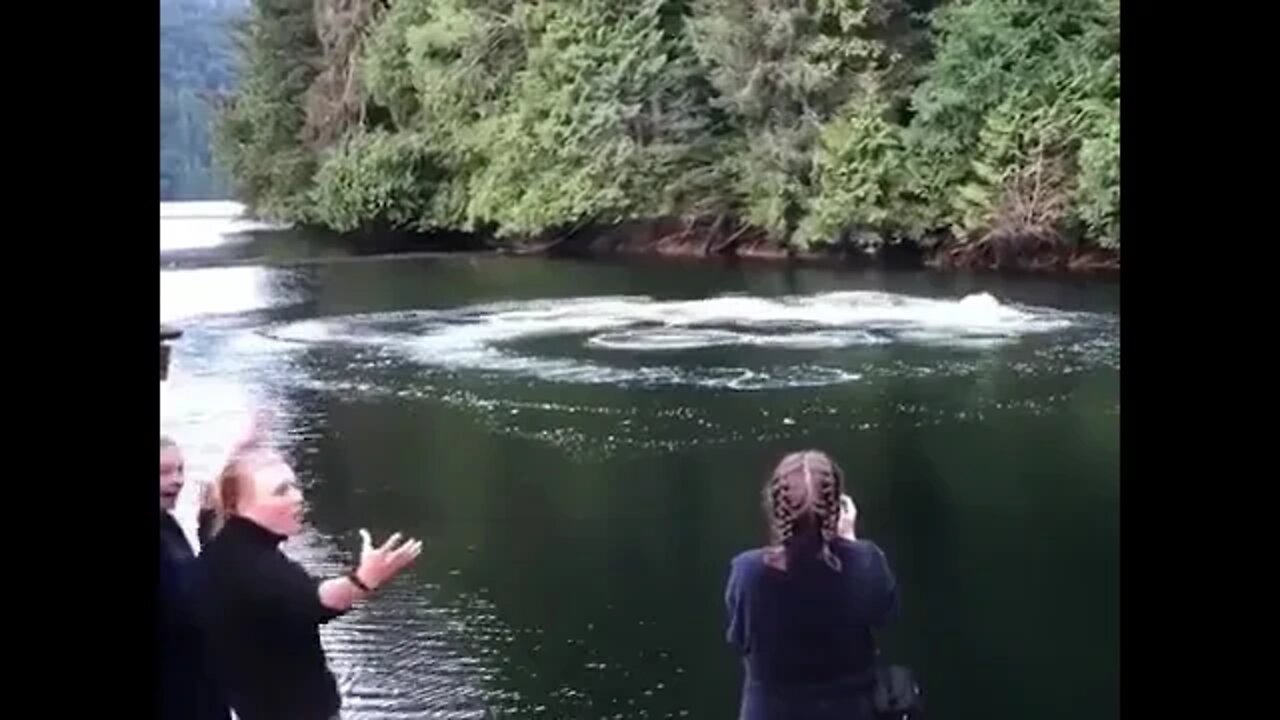 Humpback Whales - Canada