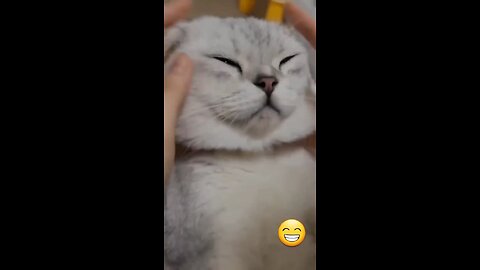 Funny cat video | cute cats| try not to laugh🐈