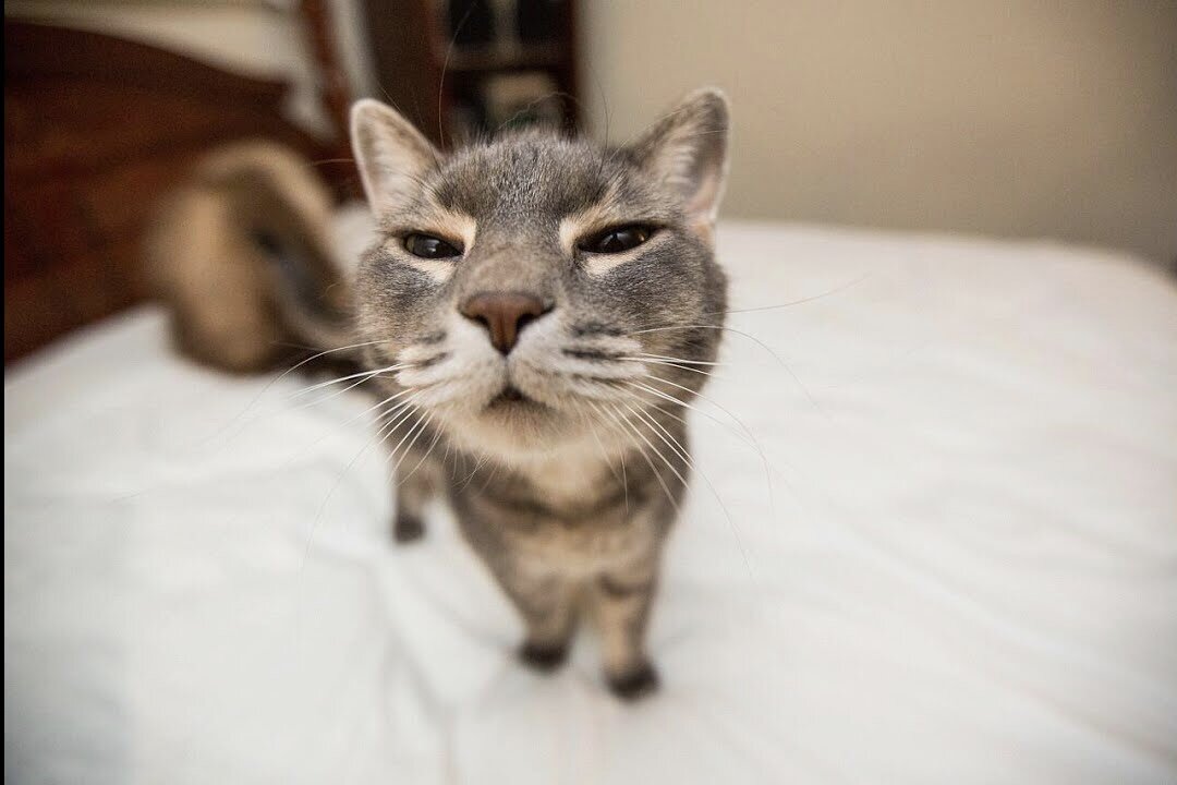Funniest 😻 Cats - Try Not To Laugh 🤣 - Funny Pet Animals' Life