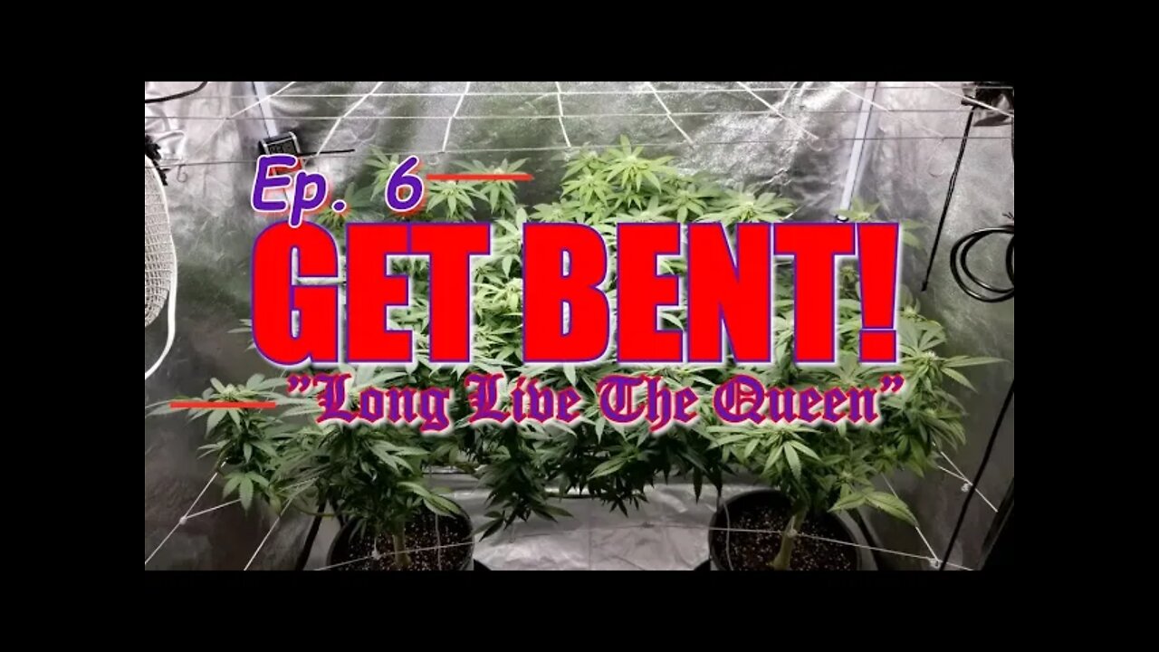 GET BENT! Ep.6 "Long Live the Queen" #SOUTHBAYGENETICS #SPIDERFARMER #ROYALKUSH7BX2 👸👑🍍❄🔥💨🔨 Day 21