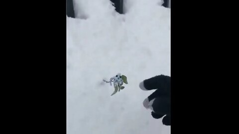 Found something In the yard