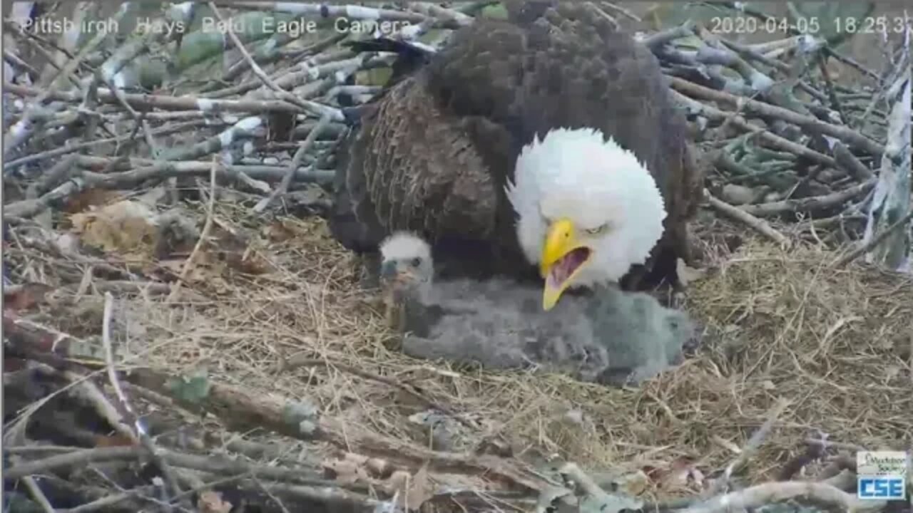 Hays Eagles Dad brings in huge fish for H11 H12 2020 04 05 624pm