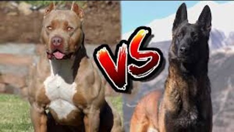 اقوي_منافسه💪_ malinois_VS_pitbull 👊