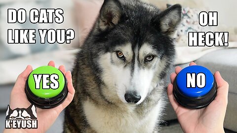 Sad Husky Thinks CATS Think Like Him! Chatty Buttons!