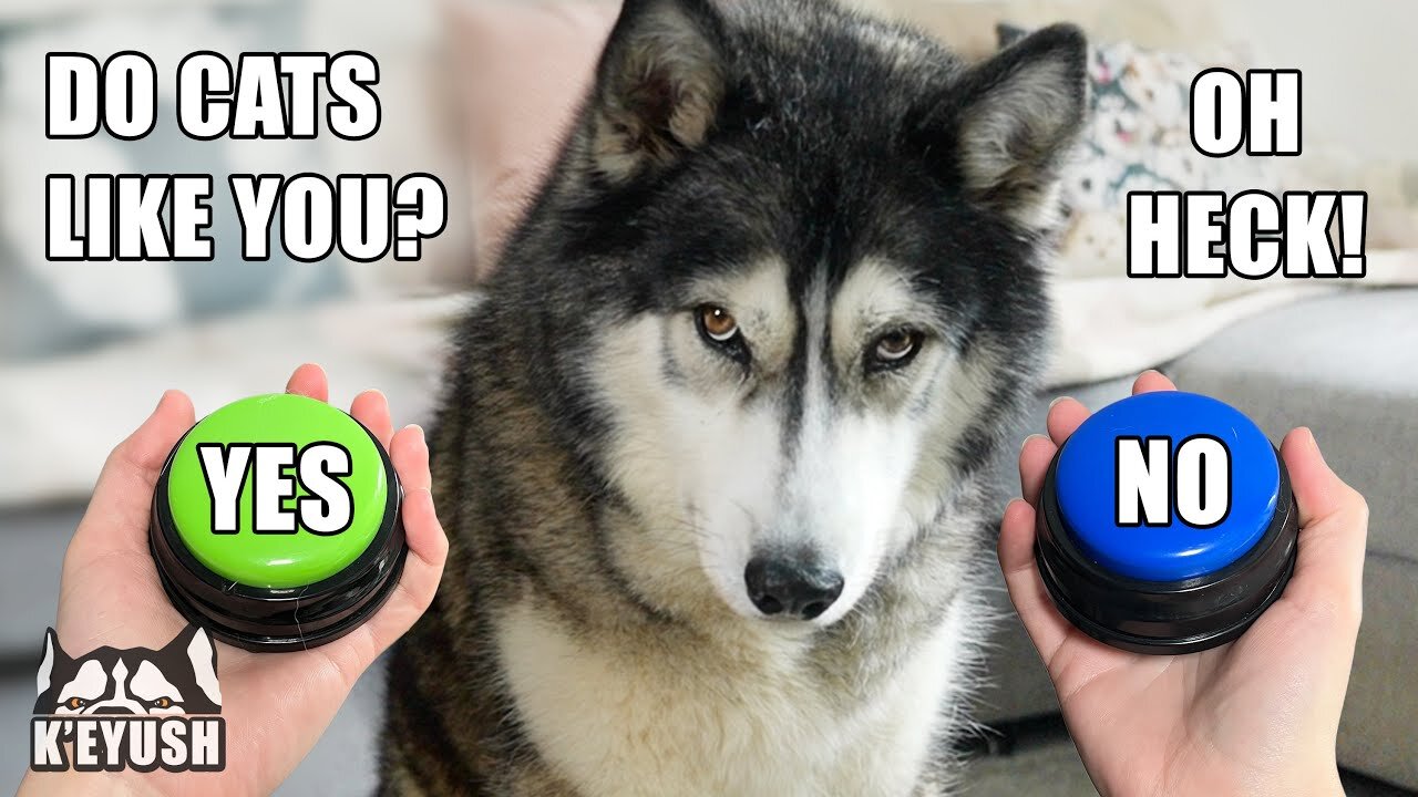 Sad Husky Thinks CATS Think Like Him! Chatty Buttons!