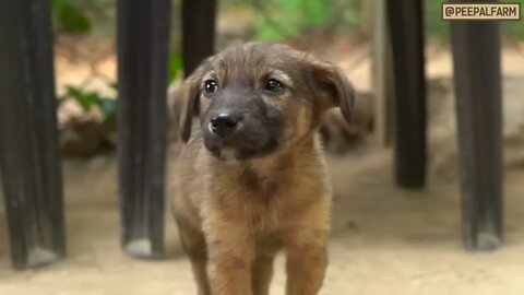 An Animal Rescuer Who Saves Dogs From "Drowning" In The Desert