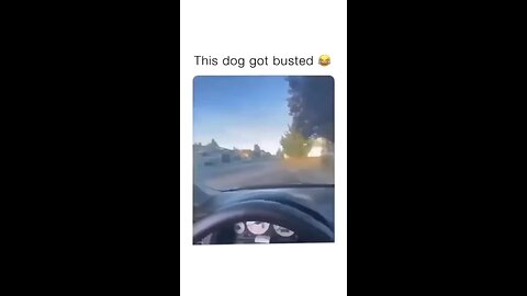 Funny dog got busted 😂😂🤣