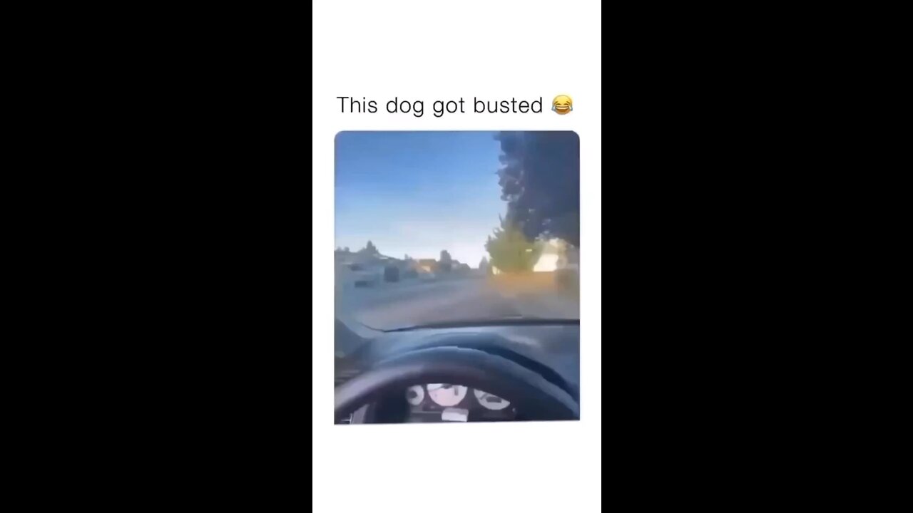 Funny dog got busted 😂😂🤣