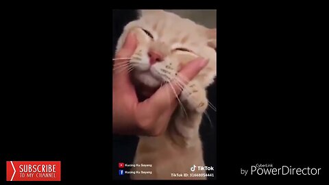 Best Funny Cat Videos | Funniest Cats | Funny Animal Videos | Best Services | #shorts #short