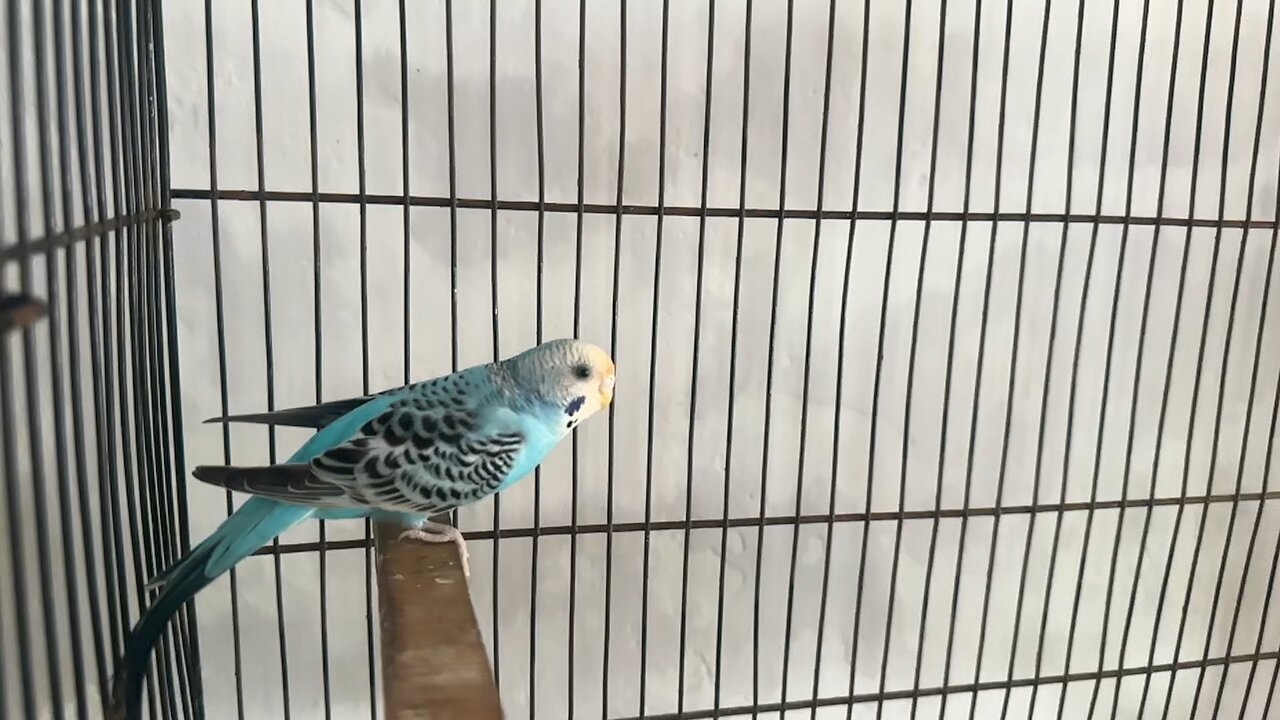 BEAUTIFUL BIRD 🦅